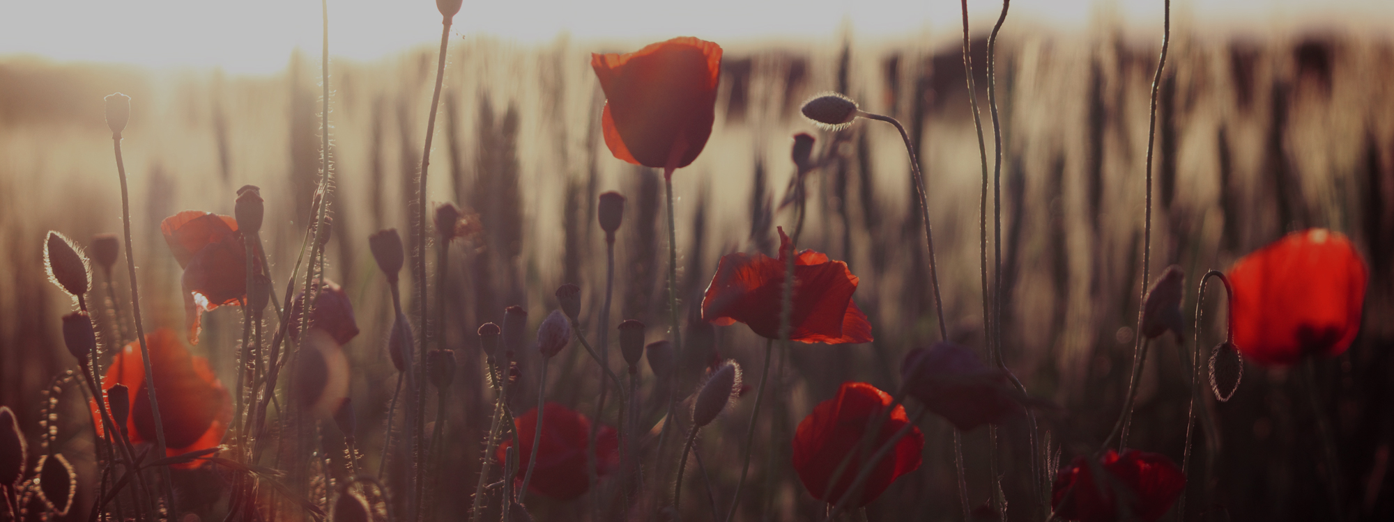 2022 11 Remembrance Sunday Ban